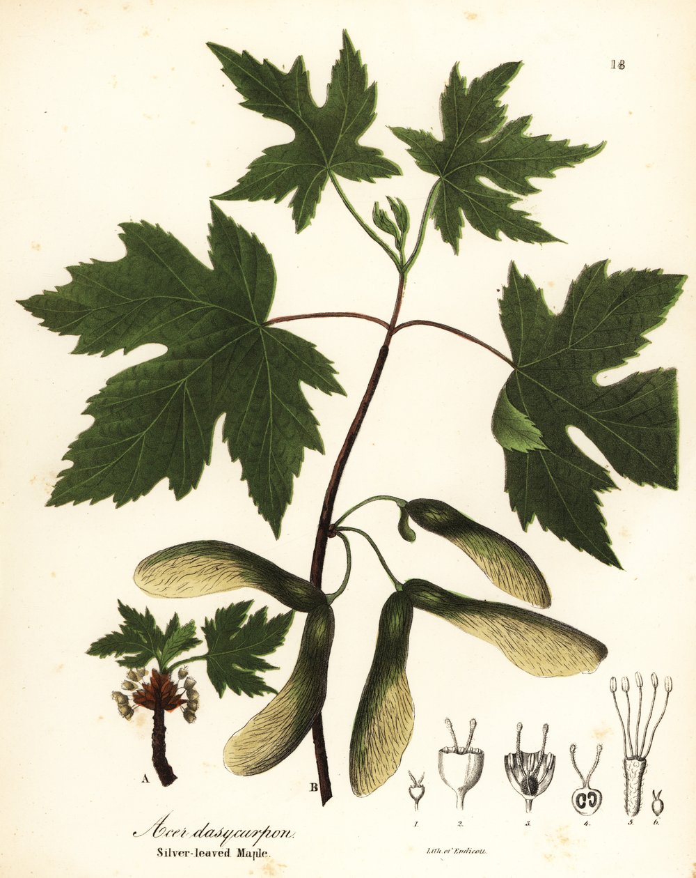 Sølv ahorn, Acer saccharinum (sølvbladet ahorn, Acer dasycarpum) af Endicott Endicott