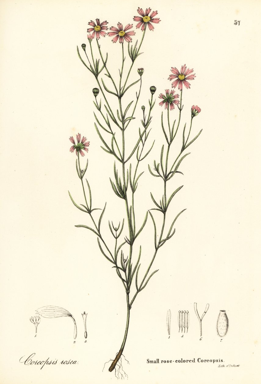 Lille rosafarvet coreopsis, Coreopsis rosea af Endicott Endicott