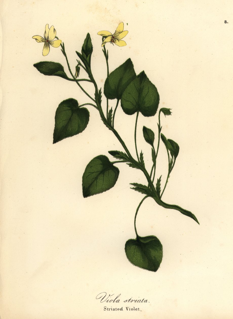 Stribet cremeviolet, cremet violet eller stribet violet, Viola striata af Endicott Endicott