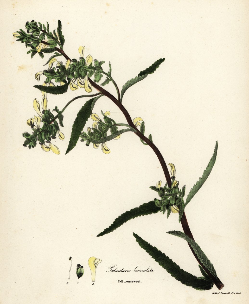 Høj lusseurt eller sumplusurt, Pedicularis lanceolata af Endicott Endicott