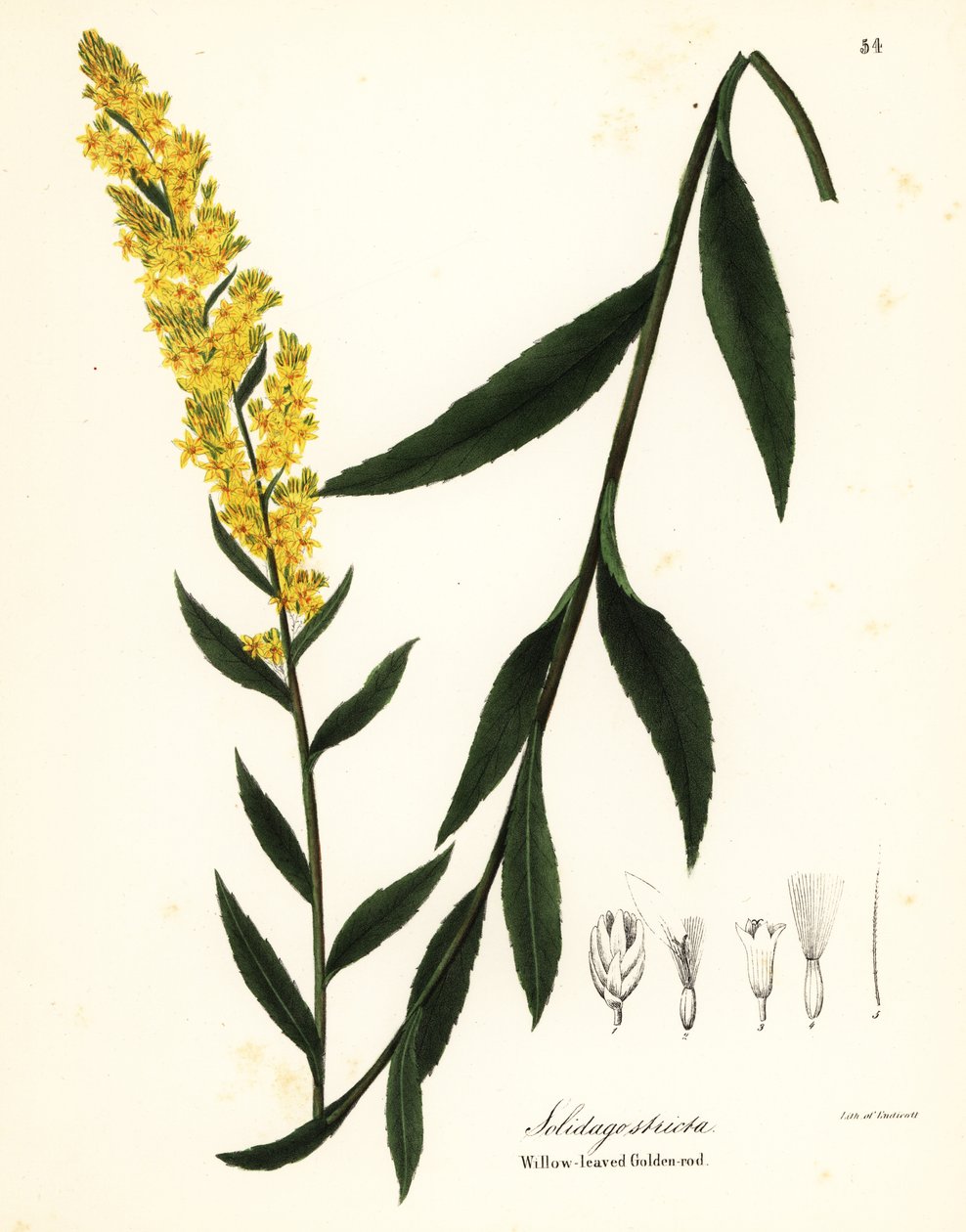 Tryllestav, guldstang af pileblad eller guldstang, Solidago stricta af Endicott Endicott