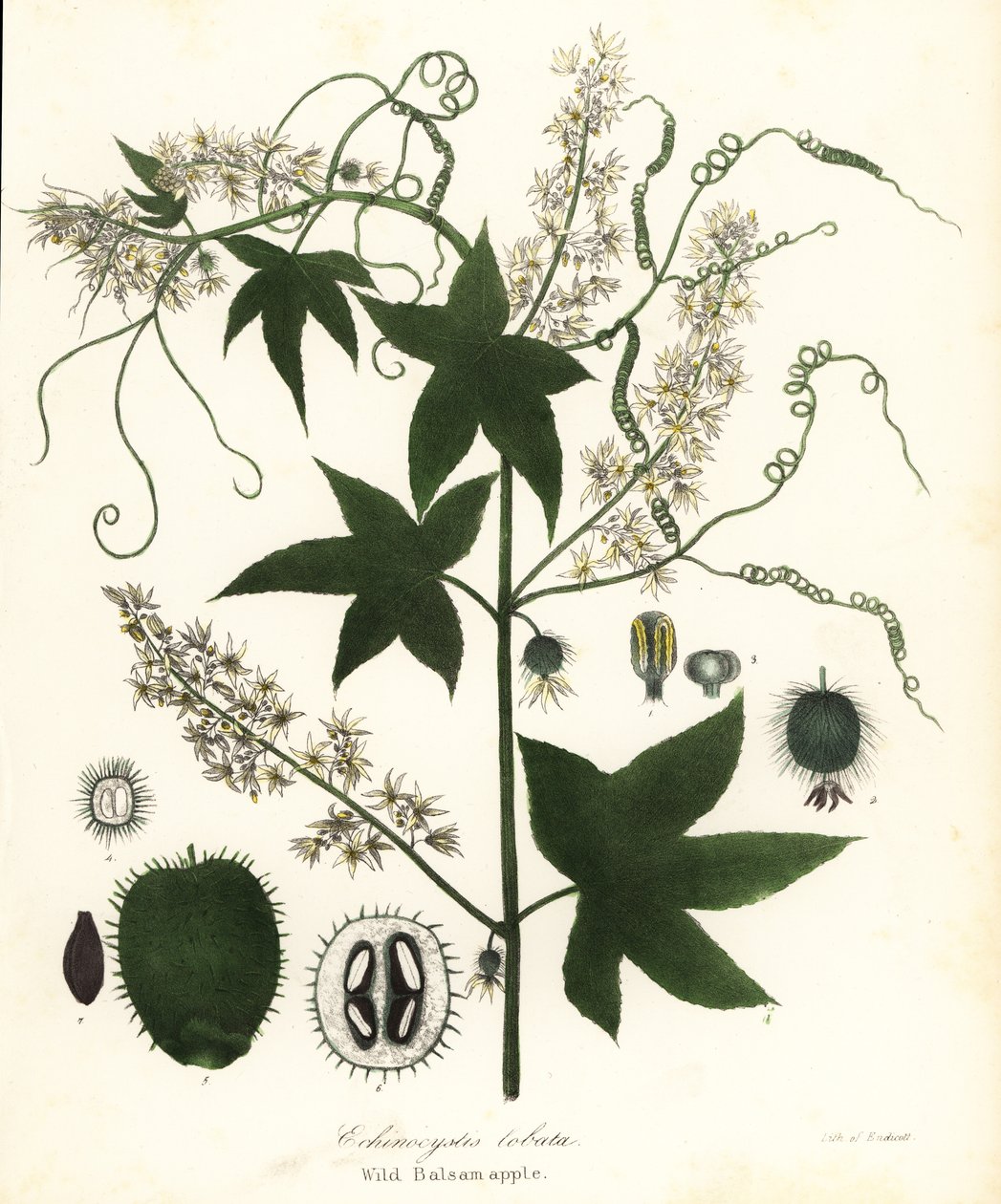 Vild agurk, stikkende agurk, bur agurk eller vild balsamæble, Echinocystis lobata af Endicott Endicott