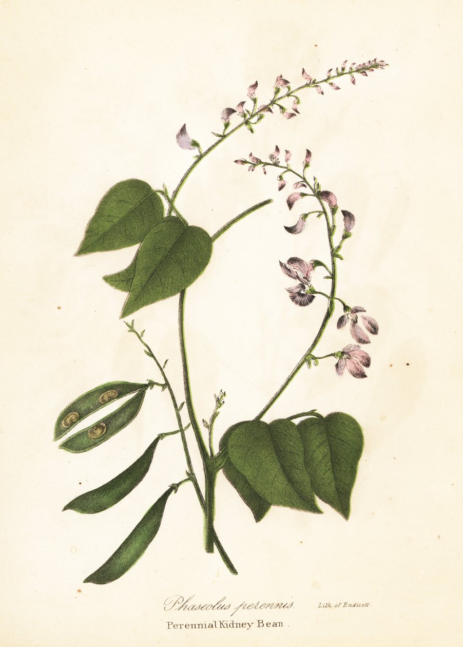 Vild kidneybønne, Phaseolus polystachios (flerårig kidney-bønne, Phaseolus perennis) af Endicott Endicott