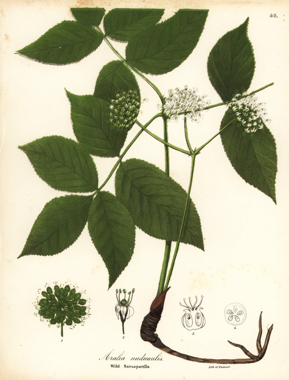 Vild sarsaparilla, Aralia nudicaulis af Endicott Endicott