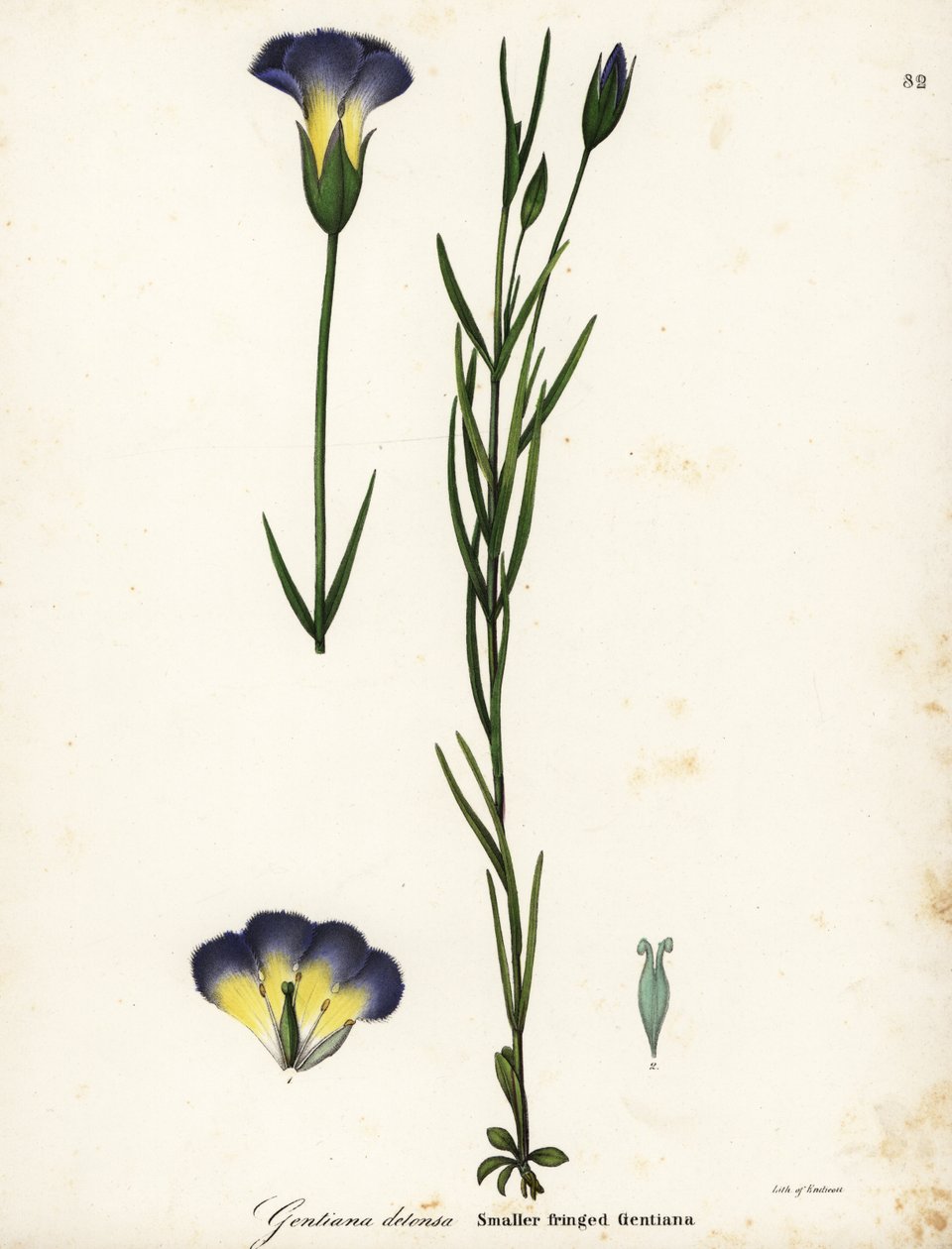Vindmøllefrynset ensian, Gentianopsis detonsa (Småfrynset gentiana, Gentiana detonsa) af Endicott Endicott