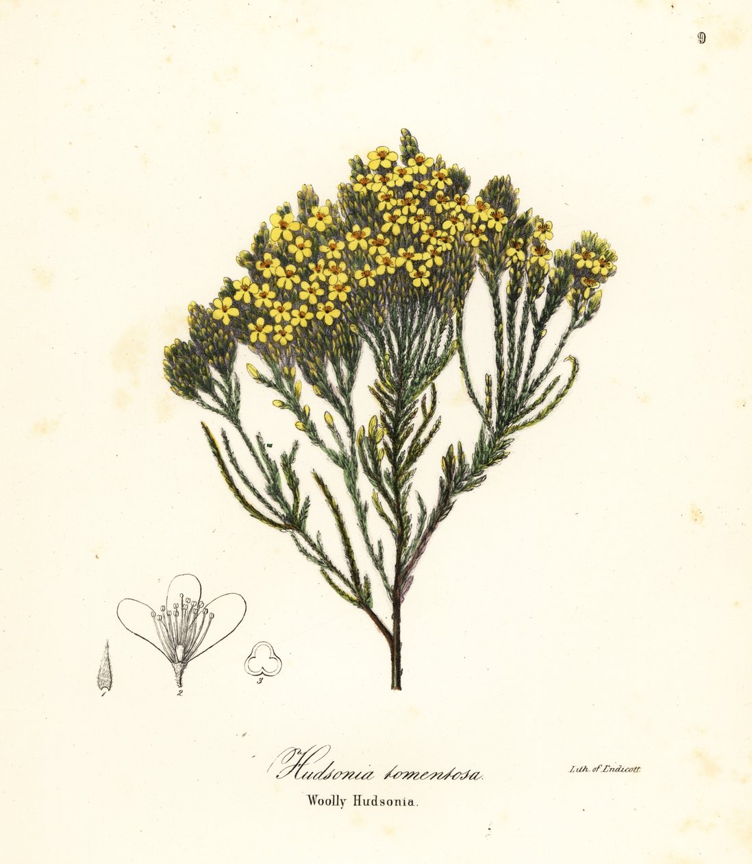 Ulden strandlyng, strandlyng, sandlyng eller ulden hudsonia, Hudsonia tomentosa af Endicott Endicott