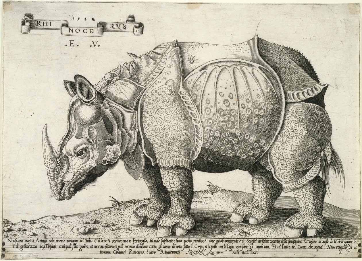 Næsehorn, 1548 af Enea Vico