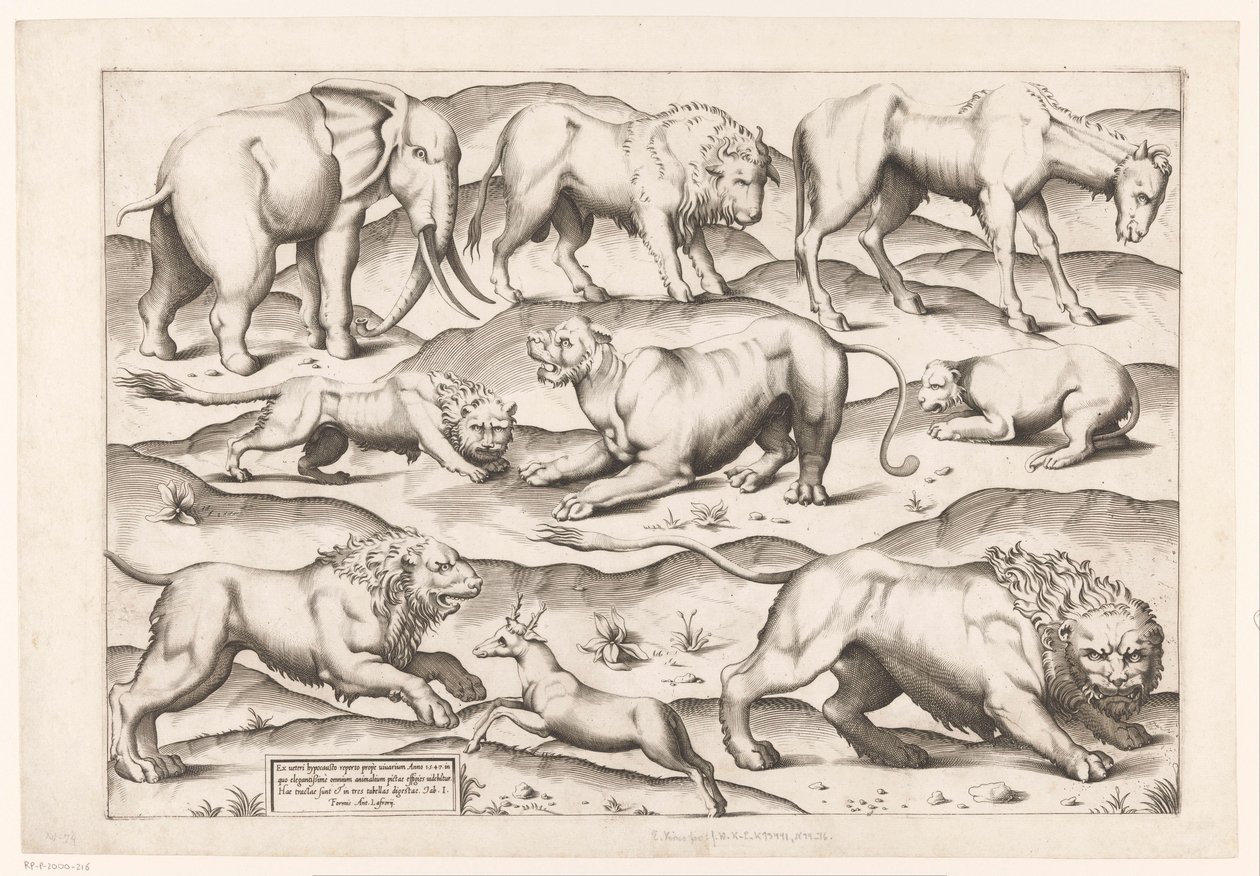 Ni vilde dyr Dyr til antikke vægmalerier (serietitel) Speculum Romanae Magnificentiae (serietitel) af Enea Vico (attributed to)