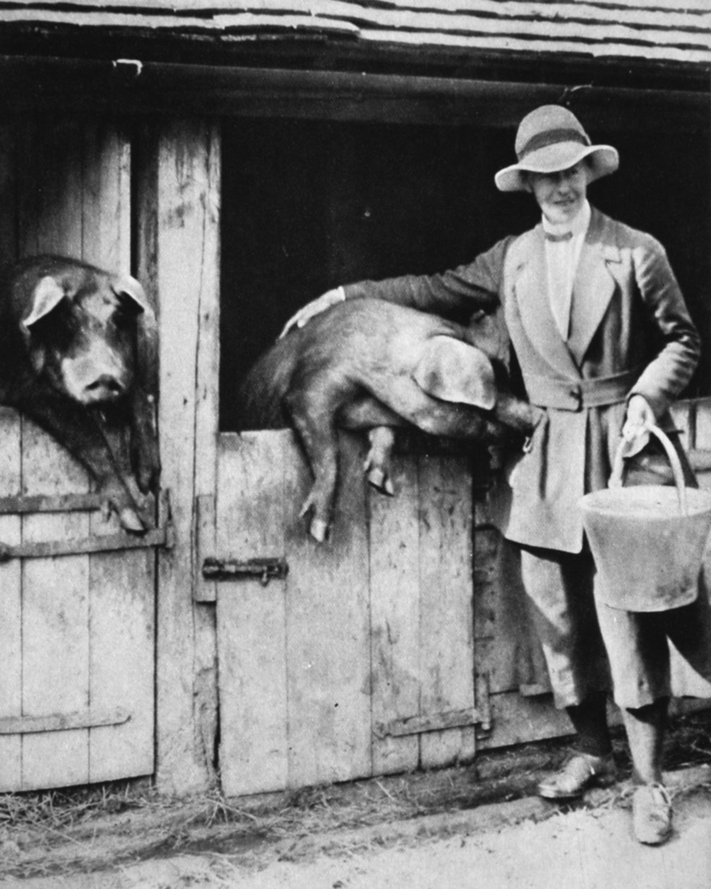 En dommerdatter, der arbejder loyalt på en Sussex-fart: Miss Trayner fodrer grise, fra The Illustrated War News, 26. juli 1916 af English Photographer