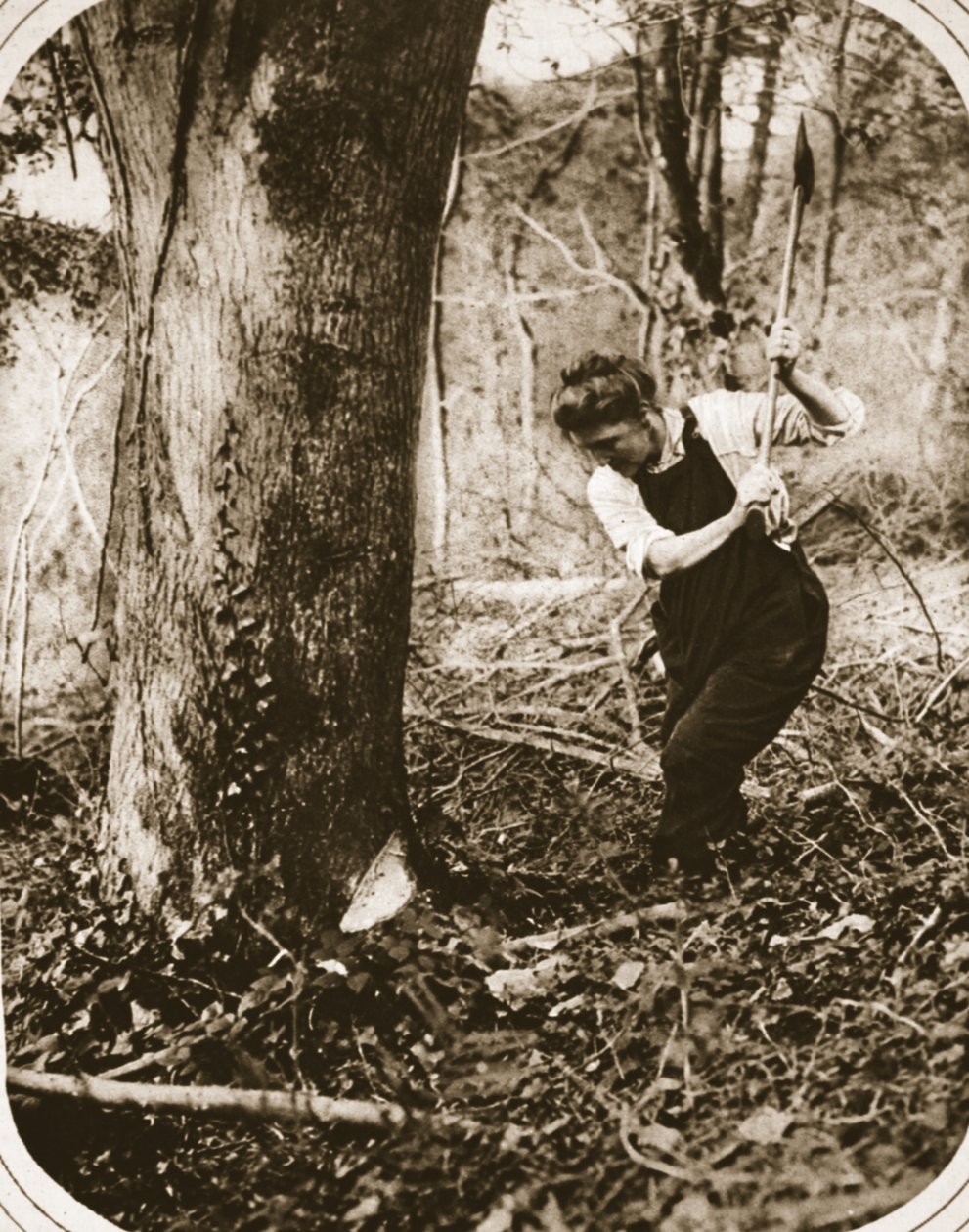 En anstrengende kvinde-arbejder hos Weston-Super-Mare; fældning af træer i en Somerset-skov, illustration fra The Illustrated War News, september 1916 (sepia-foto) af English Photographer