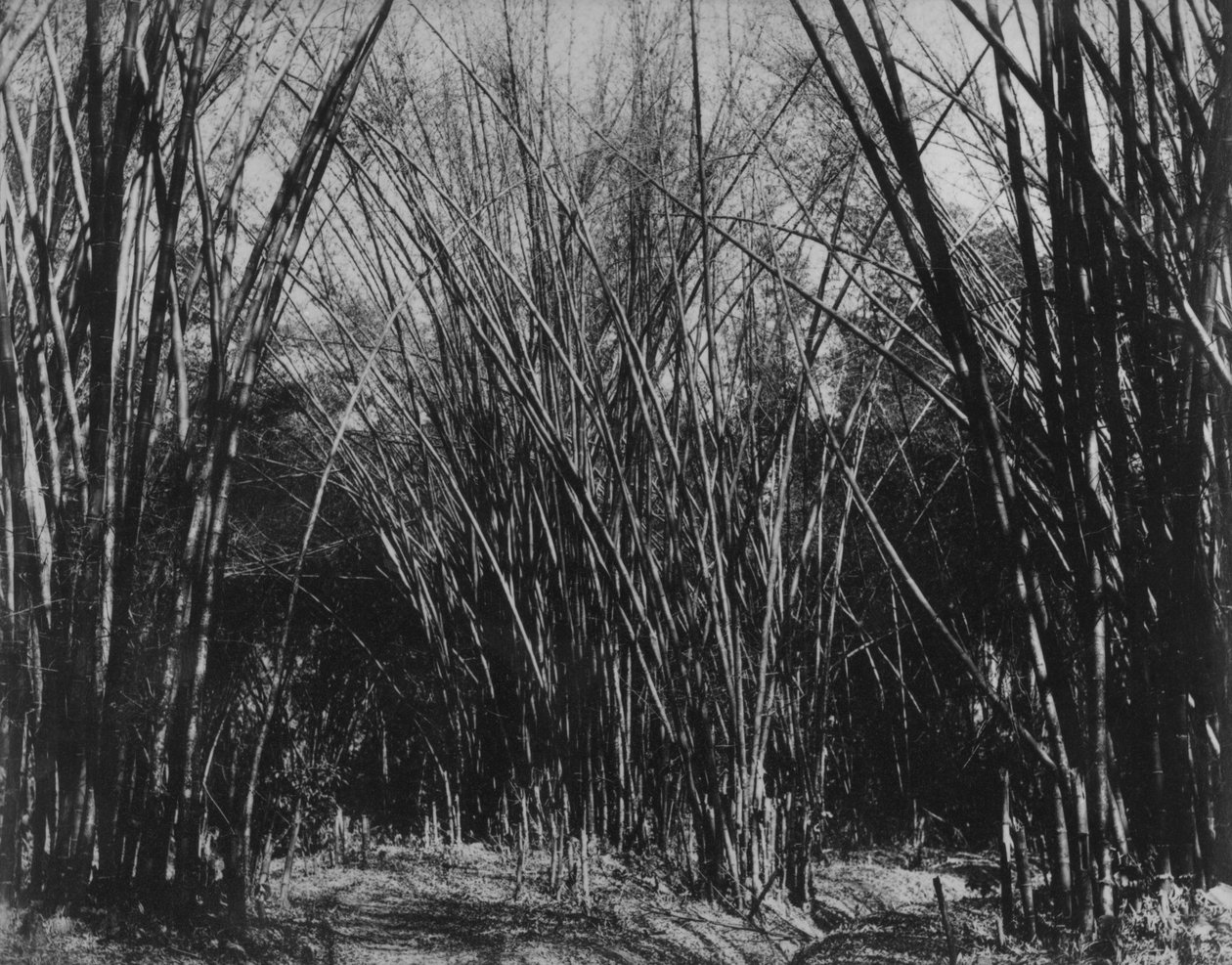 Bambusklump, Trinidad, ca. 1891 af English Photographer