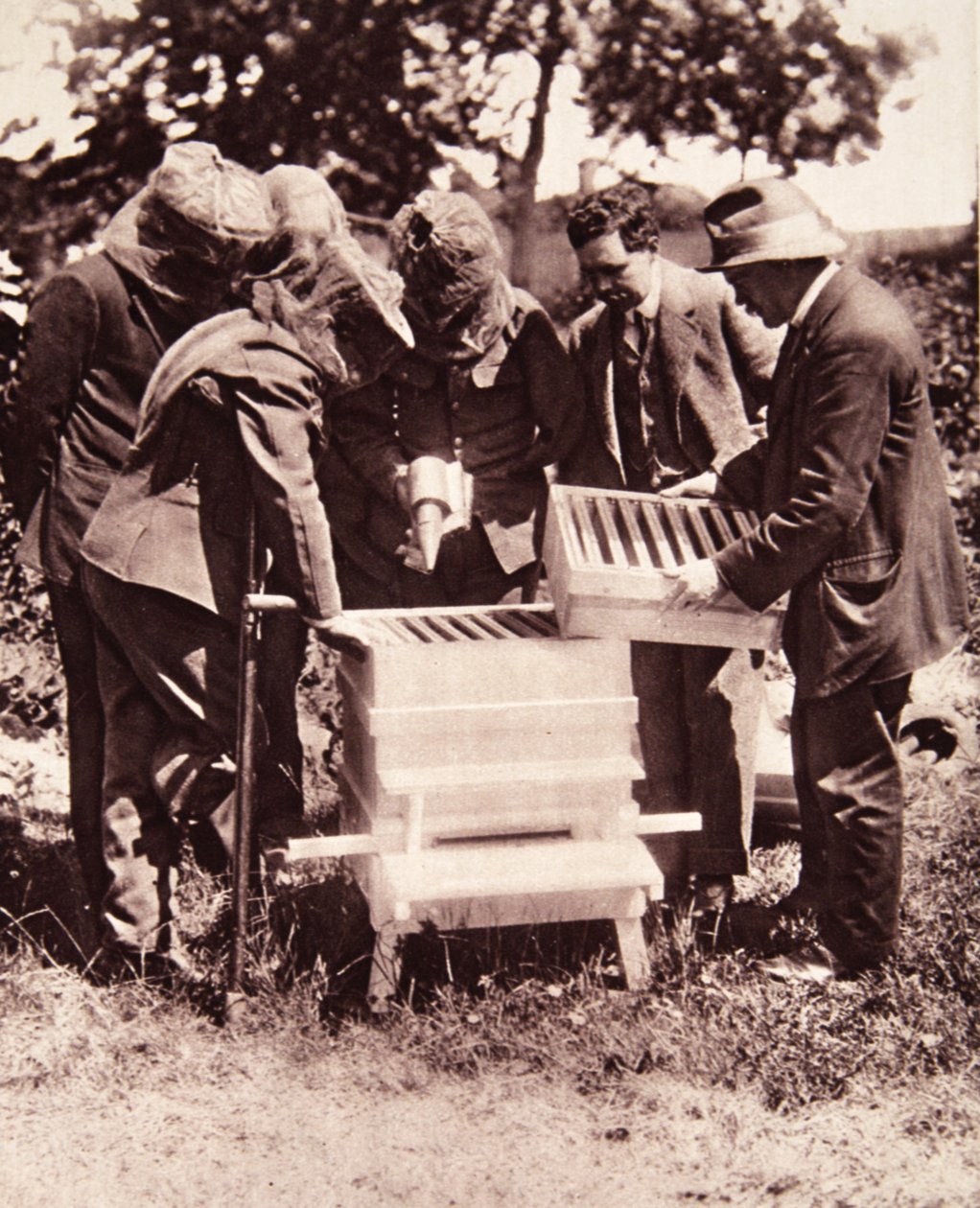 Biavlerinstruktion under Lord Eglintons plan: en maskeret klasse ved bistaderne, fra The Illustrated War News, 5. juli 1916 (sepiafoto) af English Photographer