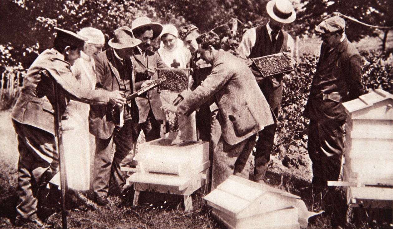 Biavlerinstruktion under Lord Eglintons plan: kamundersøgelse, fra The Illustrated War News, 5. juli 1916 (sepiafoto) af English Photographer