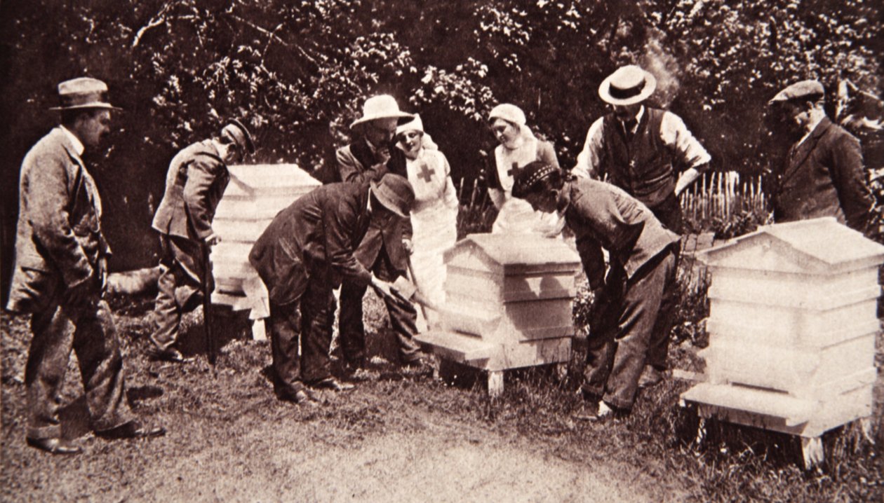 Biavlerinstruktion under Lord Eglintons skema: fumigation, fra The Illustrated War News, 5. juli 1916 (sepiafoto) af English Photographer