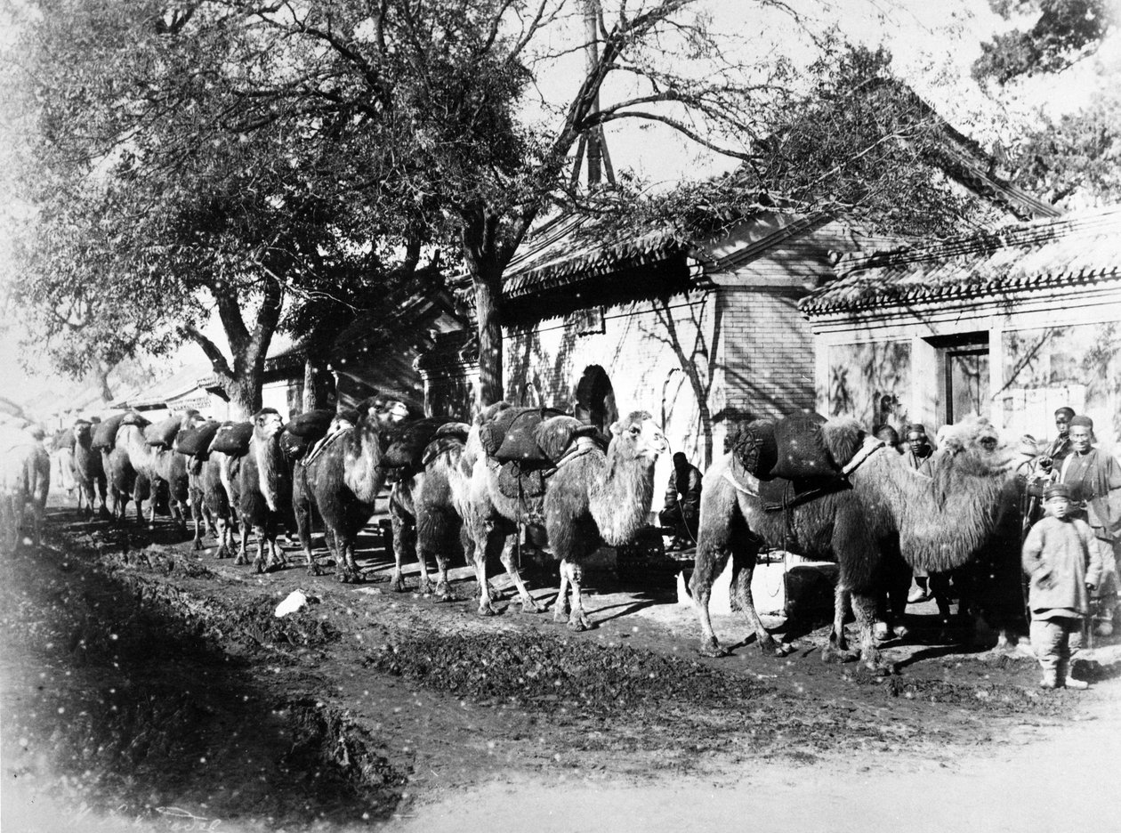 Camel Caravan i udkanten af Peking, ca. 1875 af English Photographer