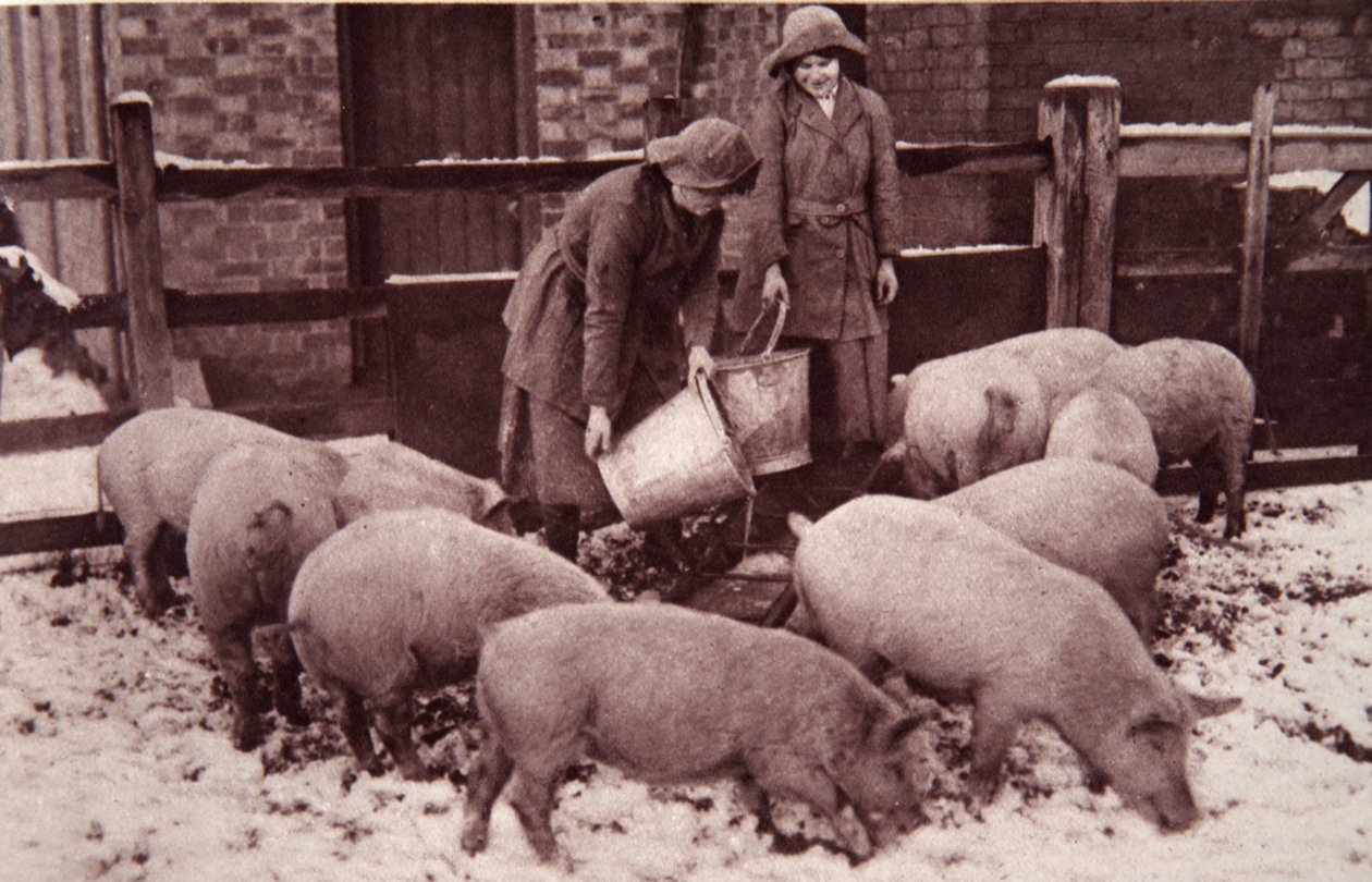 At fodre grisene, illustration fra The Illustrated War News, januar 1917 (sepiafoto) af English Photographer