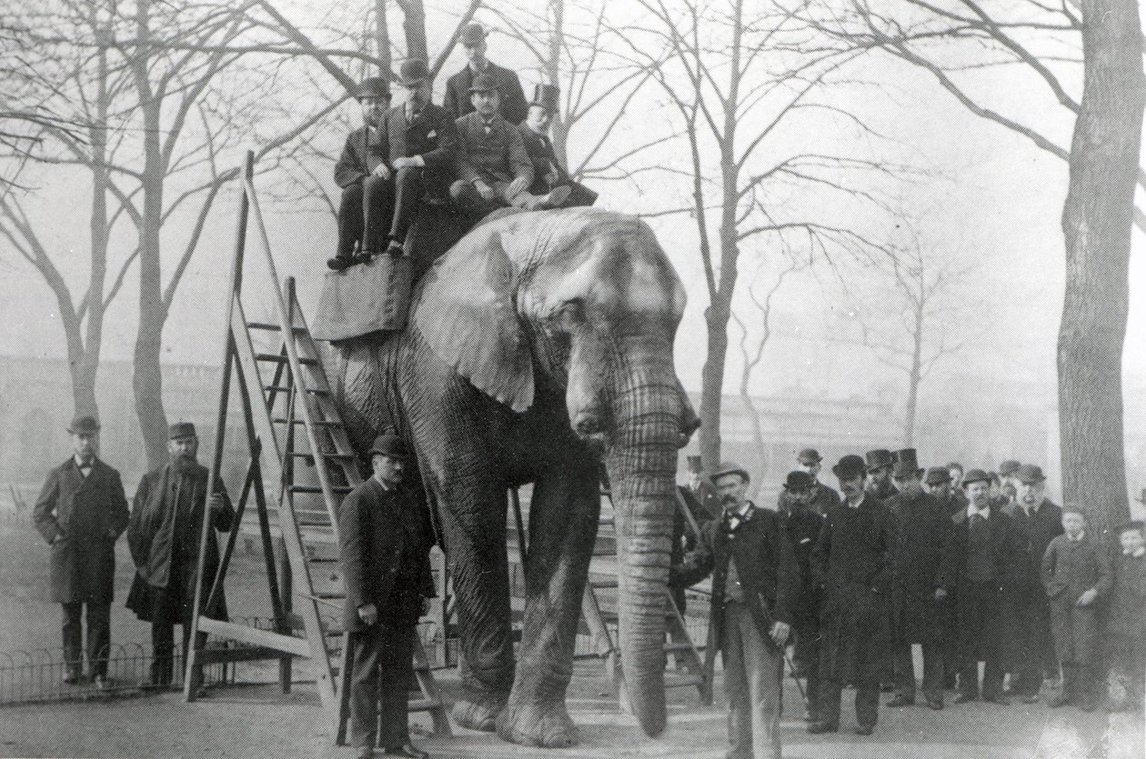 Jumbo ved ridetrin ZSL London Zoo, sandsynligvis marts 1882 af English Photographer