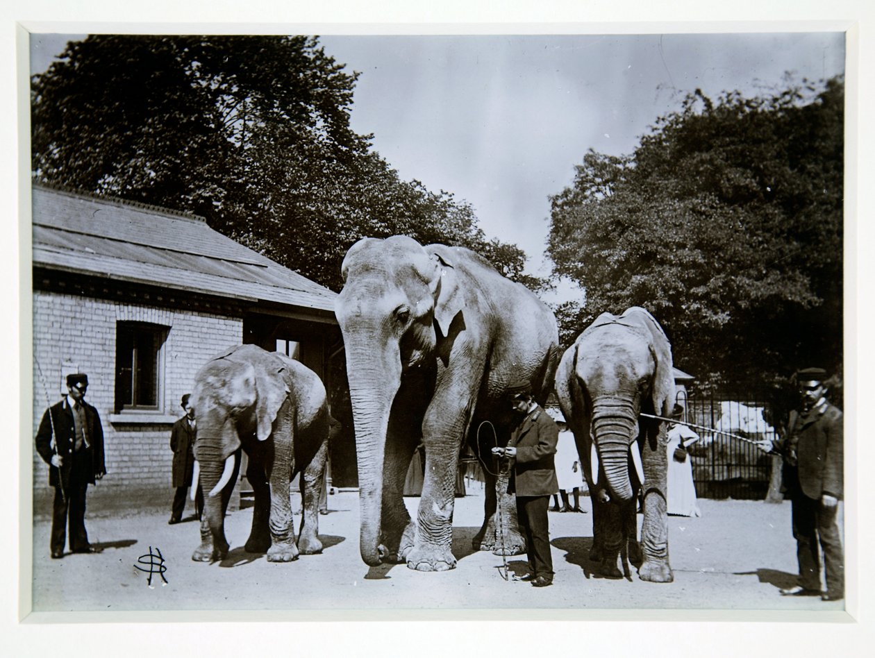 Jumbo the Elephant i London Zoo, 1870