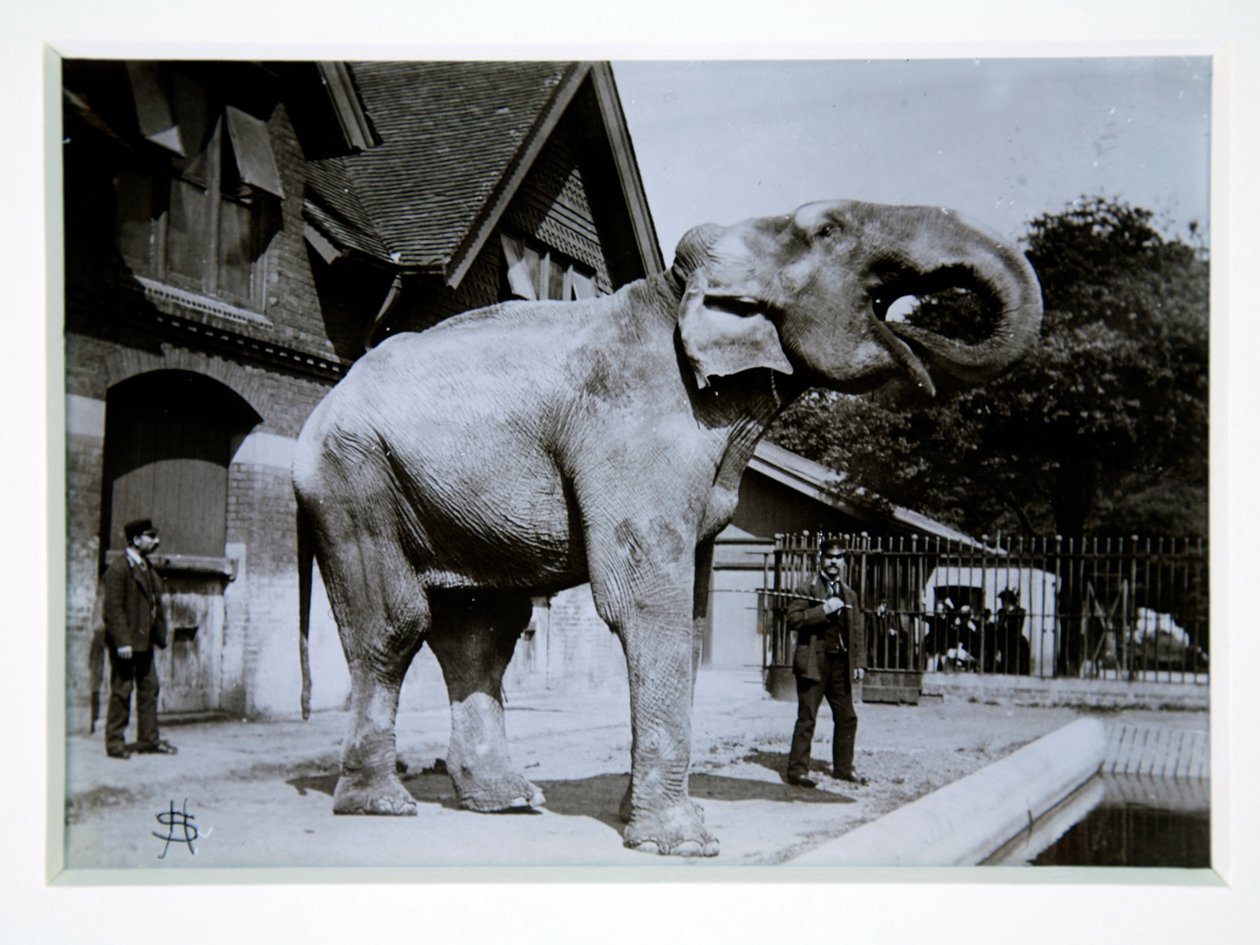 Jumbo the Elephant i London Zoo, 1870