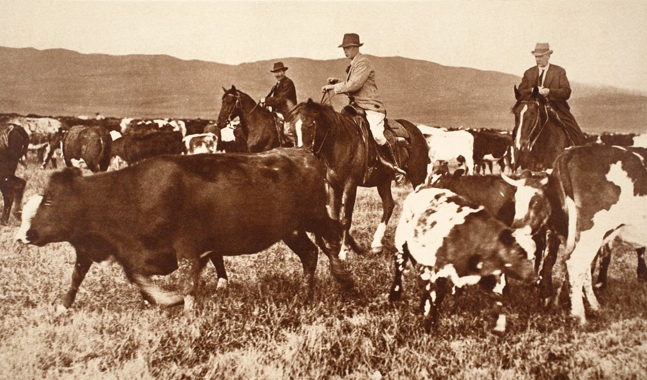 Kong Edward VIII samler kvæg i Alberta, Canada, 1920