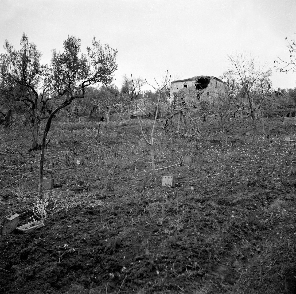 Minefelt, nær toppen af Licolle Ridge, ca. 1944 af English Photographer