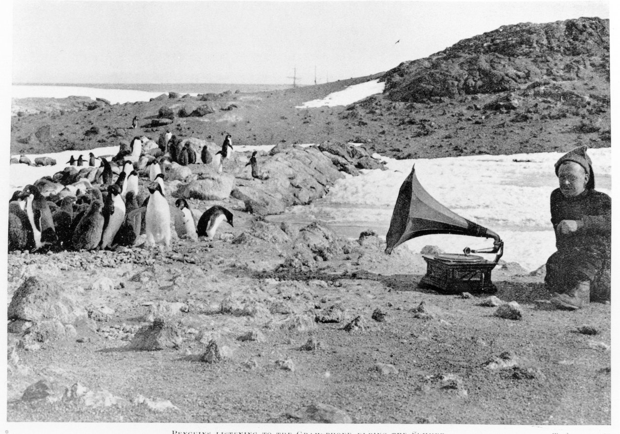 Pingviner lytter til grammofonen under Shackletons 1907-09 Antarctic ekspedition, fra The Heart of the Antarctic af Shackleton (1874-1922) udgivet i 1909 af English Photographer