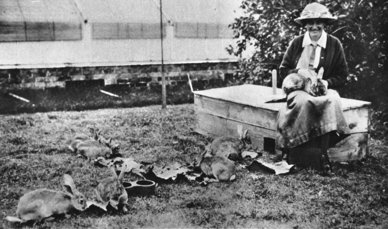 Malerisk krigsværk: Cornelia Lady Wimbornes rabbitry, fra The Illustrated War News, 5. juli 1916 af English Photographer
