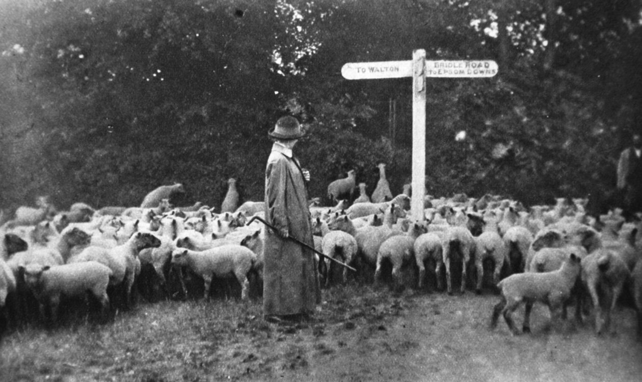 Malerisk krigsværk: den kvindelige hyrde, fra The Illustrated War News, 5. juli 1916 af English Photographer