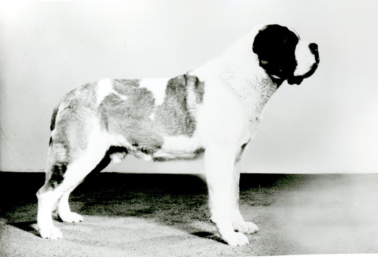 St. Bernard hund af English Photographer