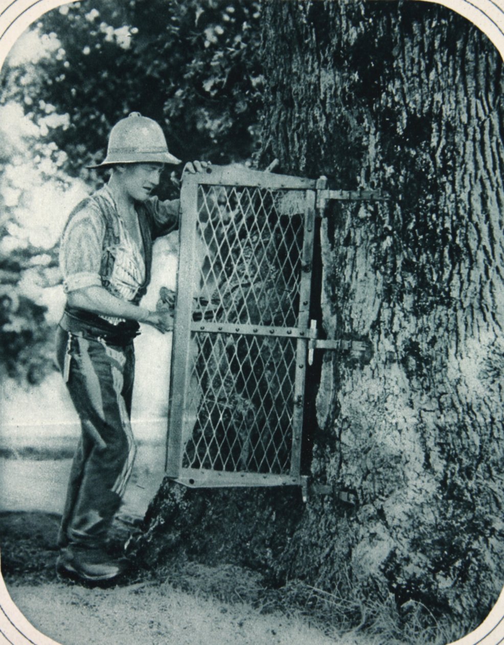 Tommys opfindsomhed: et hult træ som et kødskab, illustration fra The Illustrated War News, 27. september 1916 af English Photographer