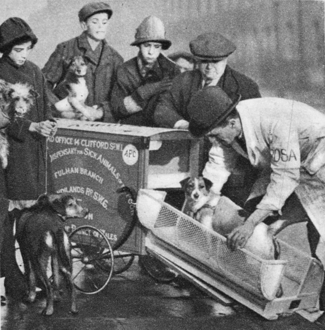 Dyrlægen fra Fulham-afdelingen af The Peoples Dispensary for Sick Animals, fra Wonderful London, udgivet 1926-27 (fotogravure) af English Photographer