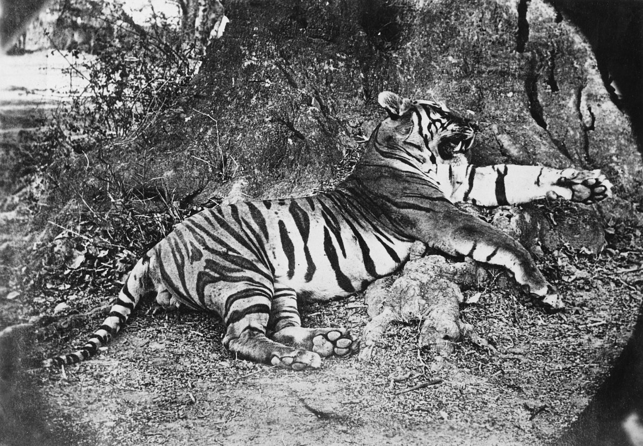 Tiger, ca. 1870 af English Photographer