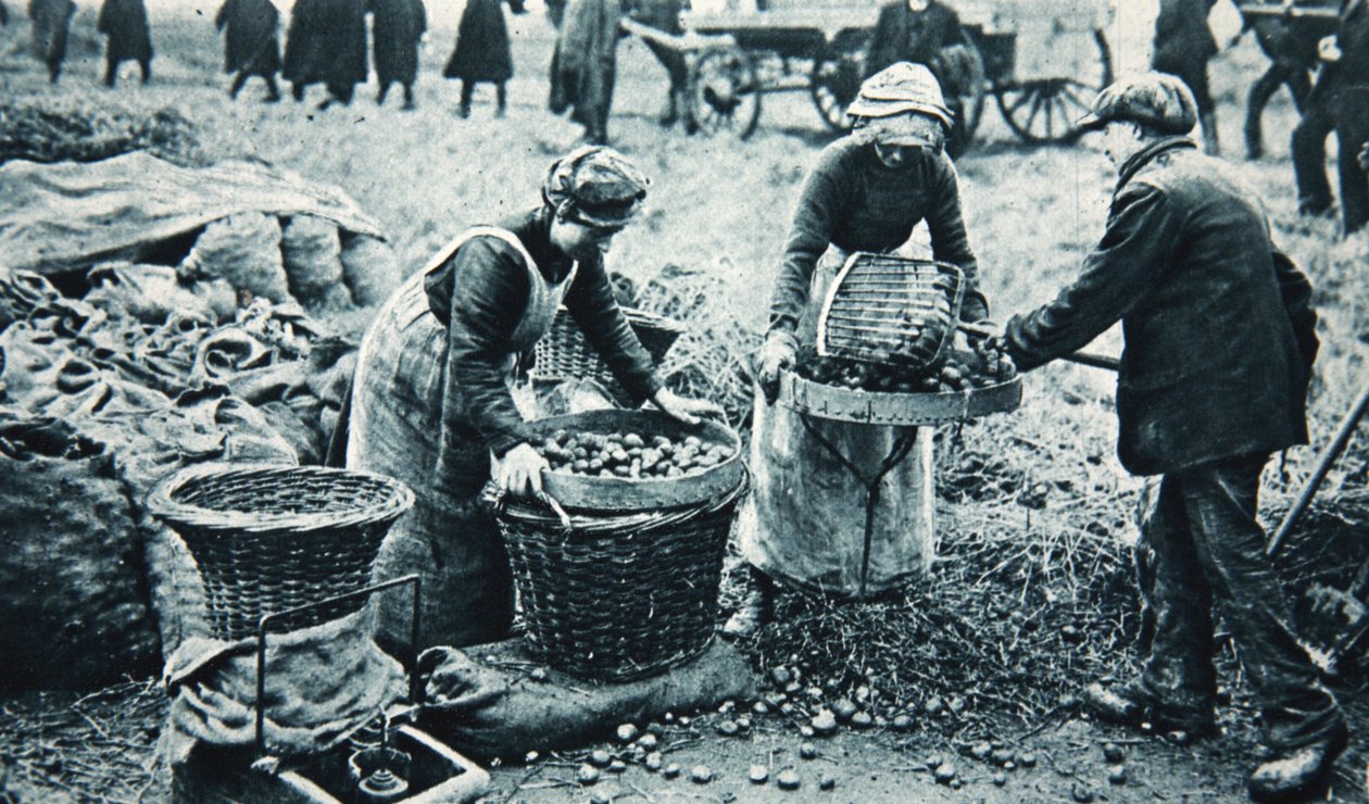 Kvindelige krigsarbejdere på jorden, illustration fra The Illustrated War News, 7. marts 1917 (sepiafoto) af English Photographer