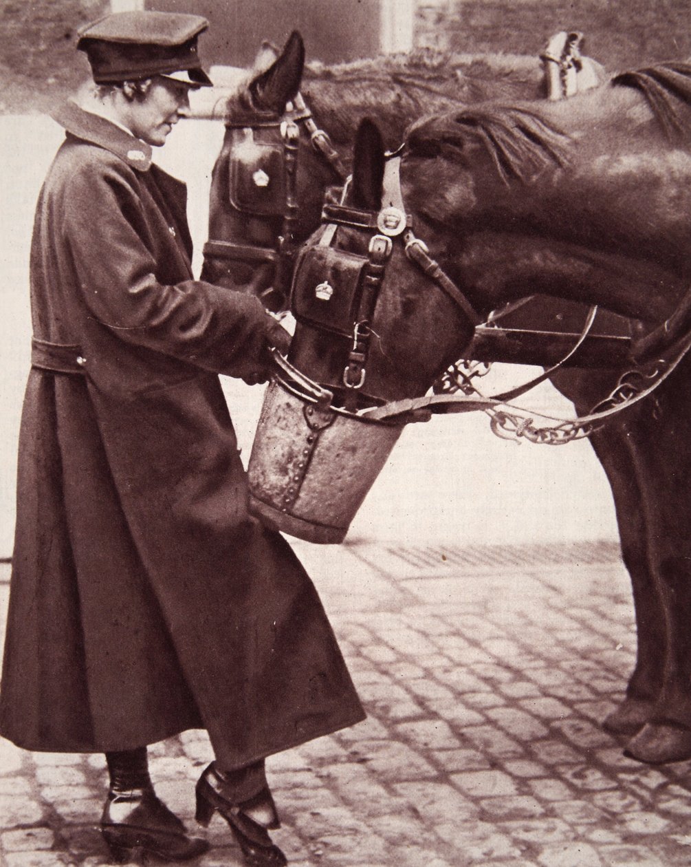 Arbejde for kvinder med viden om heste, illustration fra The Illustrated War News, 7. marts 1917 (sepiafoto) af English Photographer