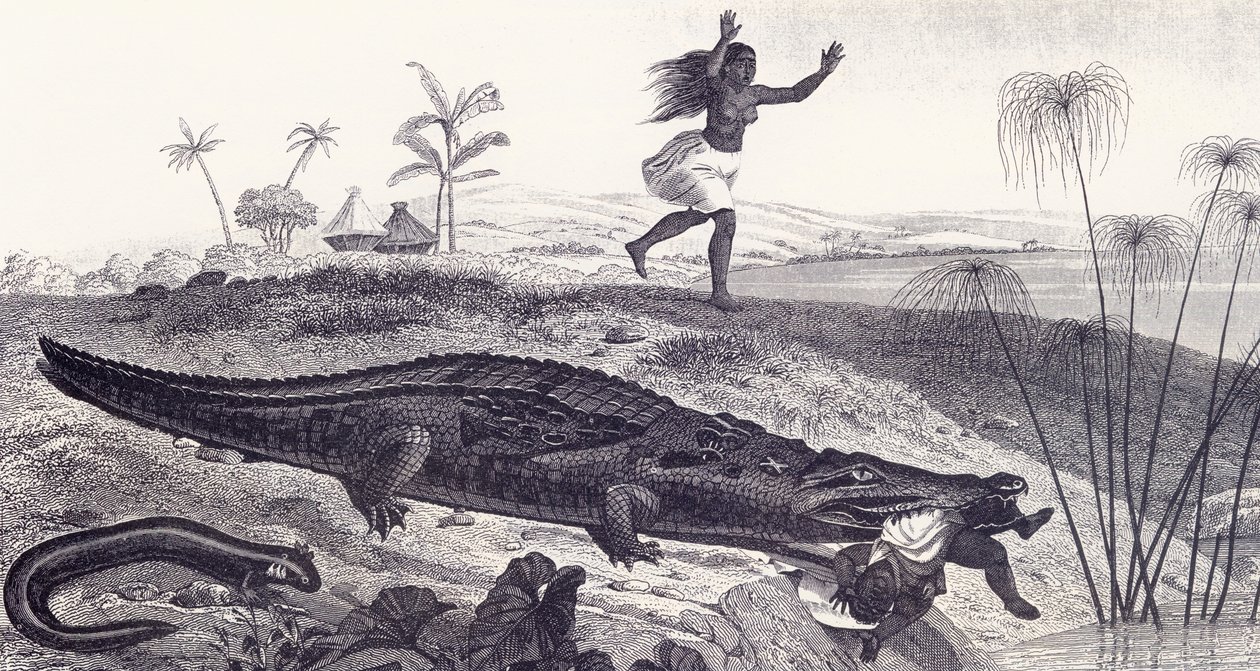 En krokodille snupper et barn fra en afrikansk landsby af English School