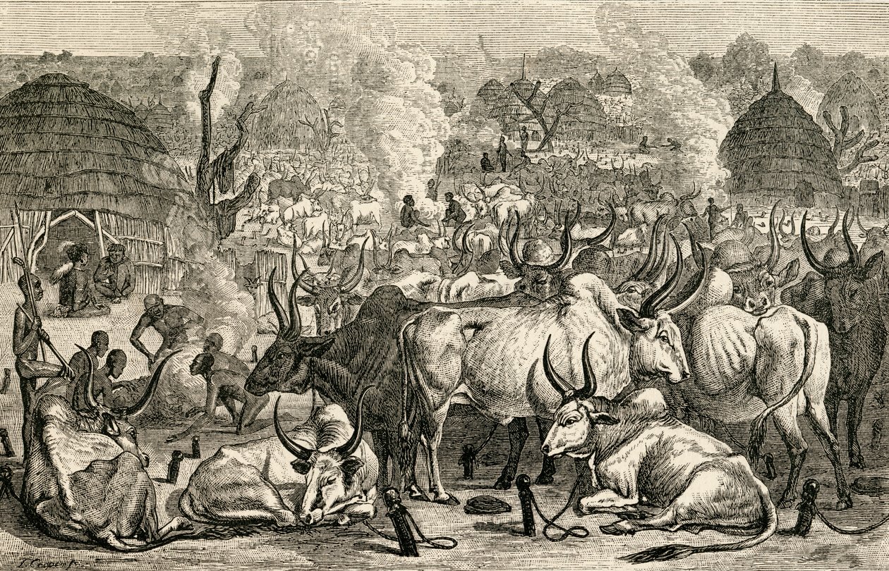 En Dinka kvægpark, det sydlige Sudan, Afrika, fra 