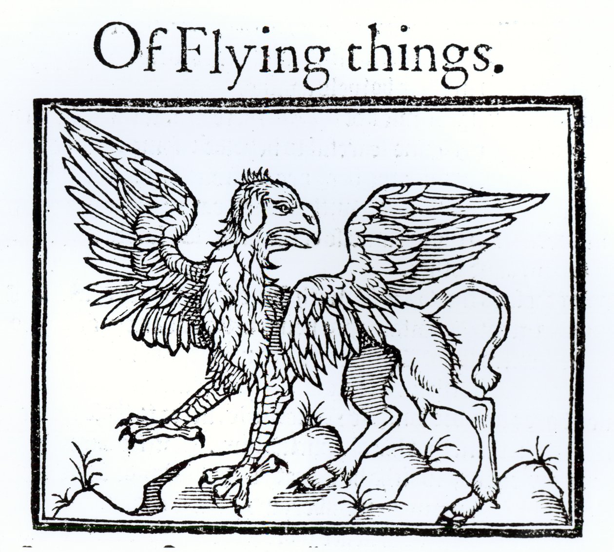 En Griffin af English School