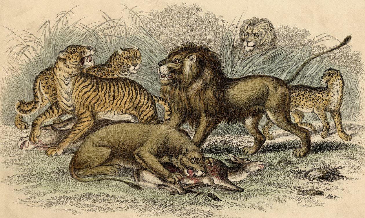 En asiatisk løve og løvinde, en bengalsk tiger, en leopard og en jaguar af English School
