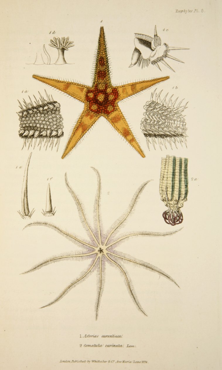 Asterias aurantiaca og Comatula carinata, fra The Mollusca and Radiata, pub. 1833 (Håndfarvet gravering) af English School