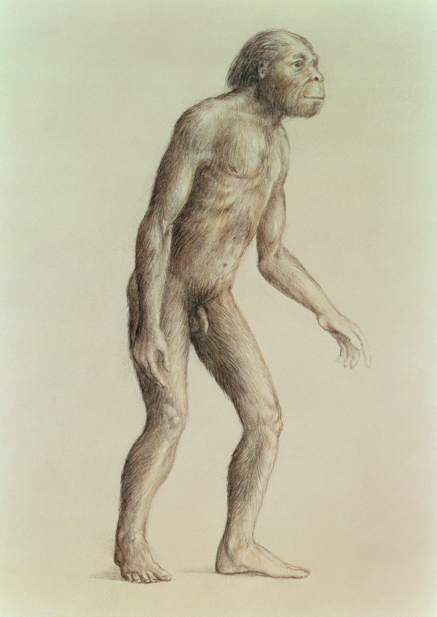 Australopithecus Africanus af English School