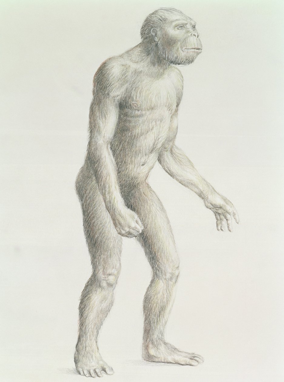 Australopithecus boisei af English School