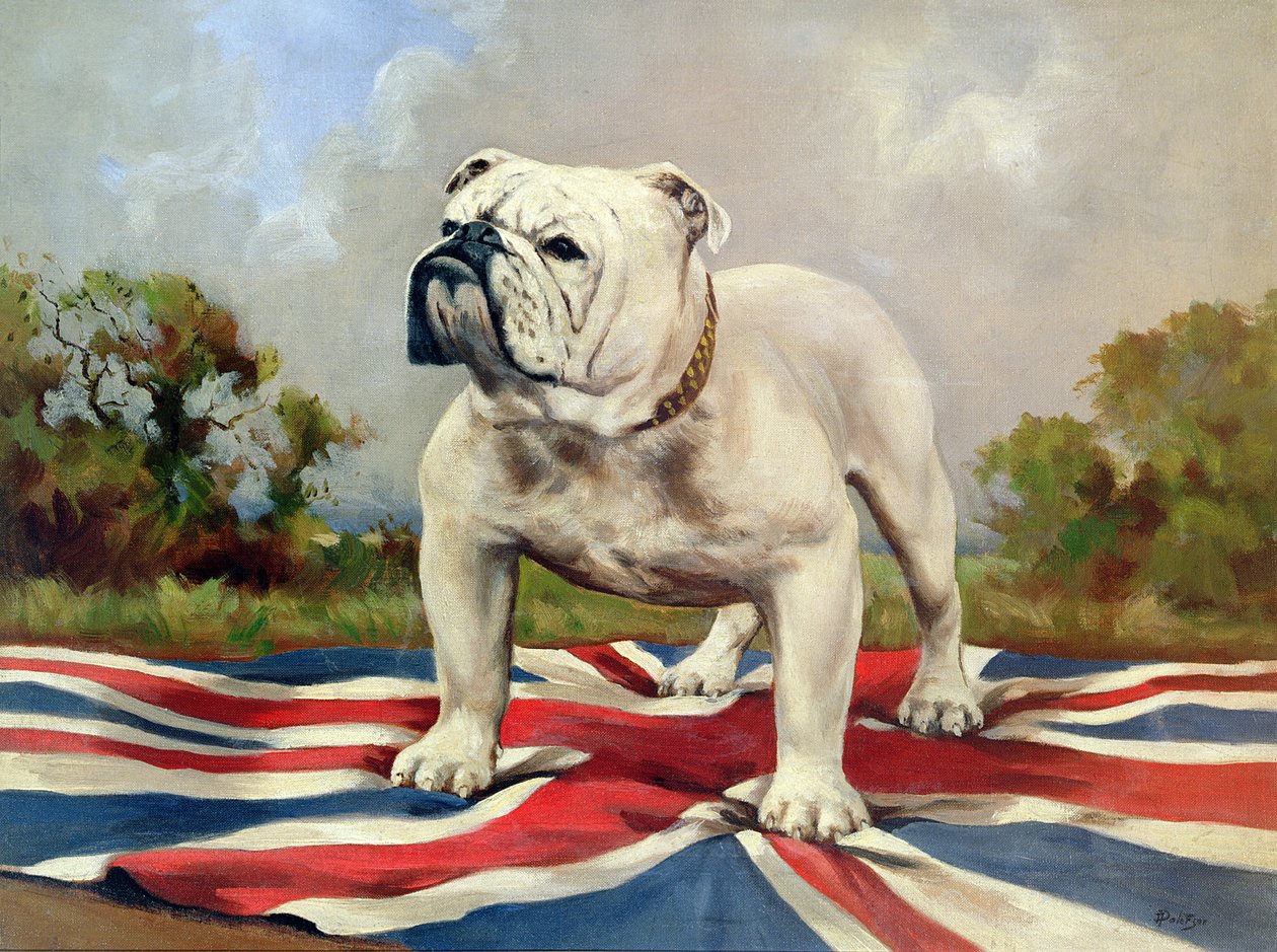 Britisk Bulldog af English School