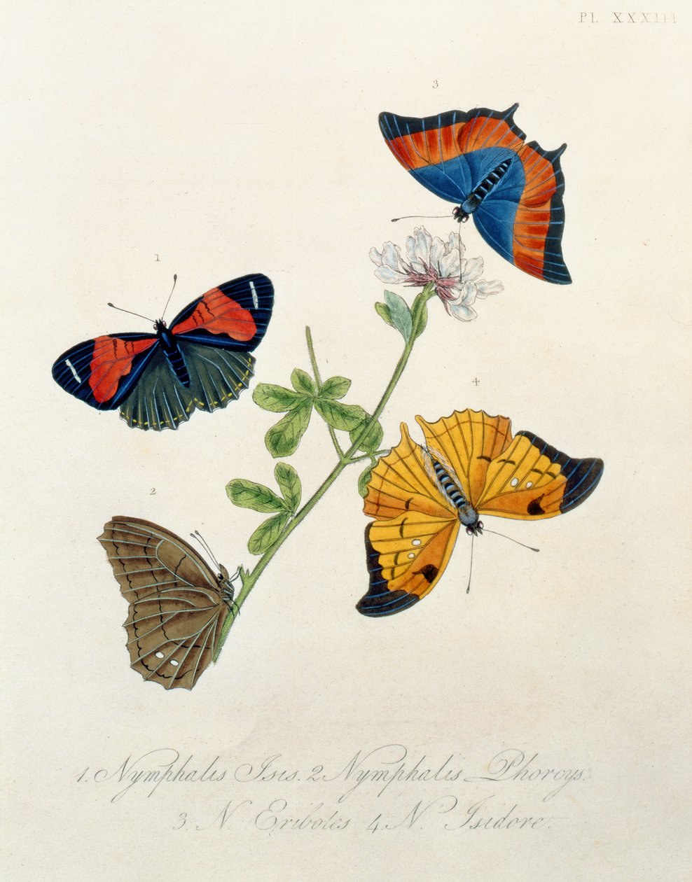 Sommerfugle, fra Insects of India af Edward Donovan (1768-1837) af English School