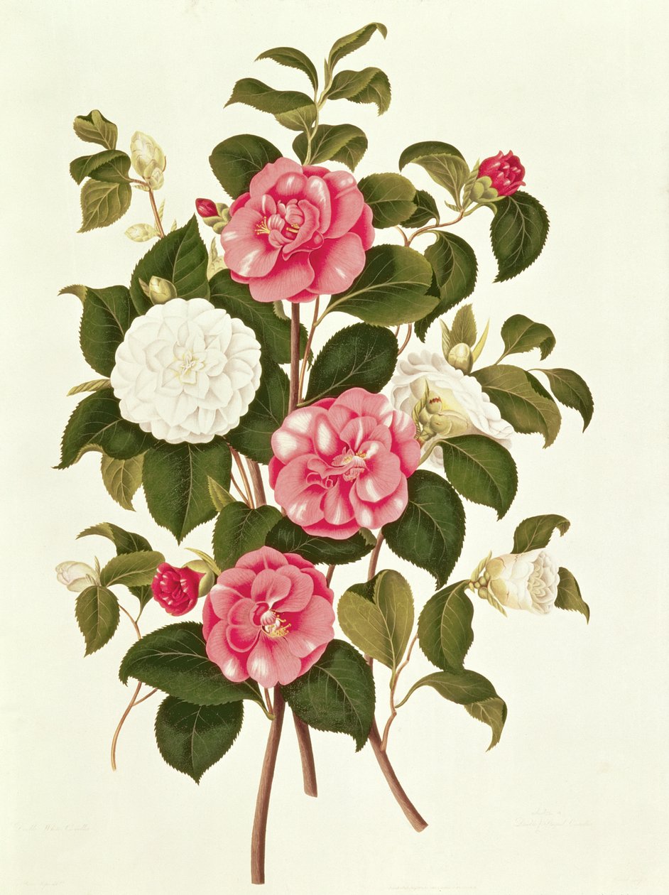 Camellia (dobbelt hvid og stribet) fra A Monograph on the Genus of the Camellia (farvelitografi) af English School