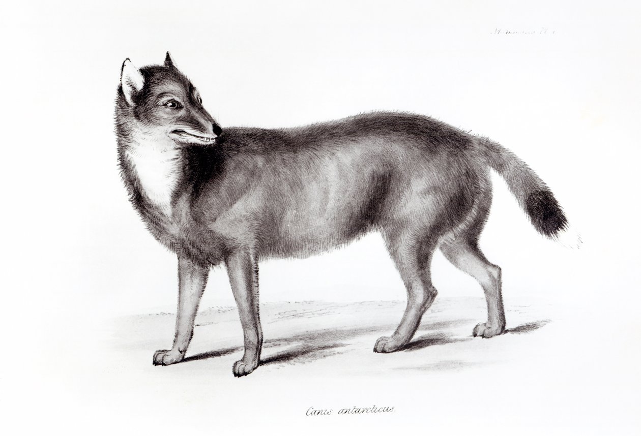 Canis Antarcticus af English School