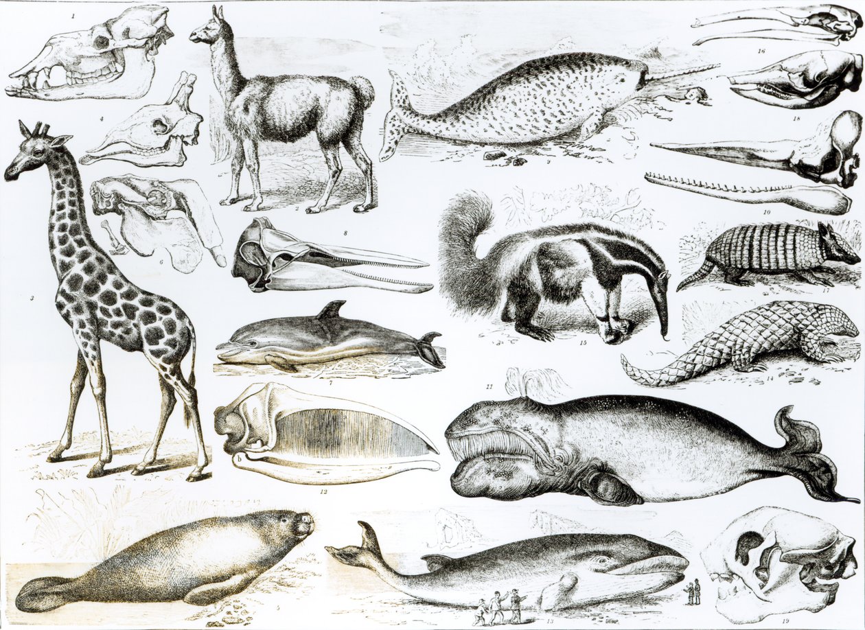 Cetacea Edentata af English School