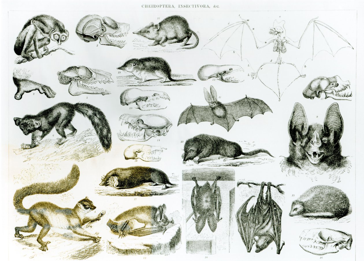 Cheiroptera, Insectivora af English School