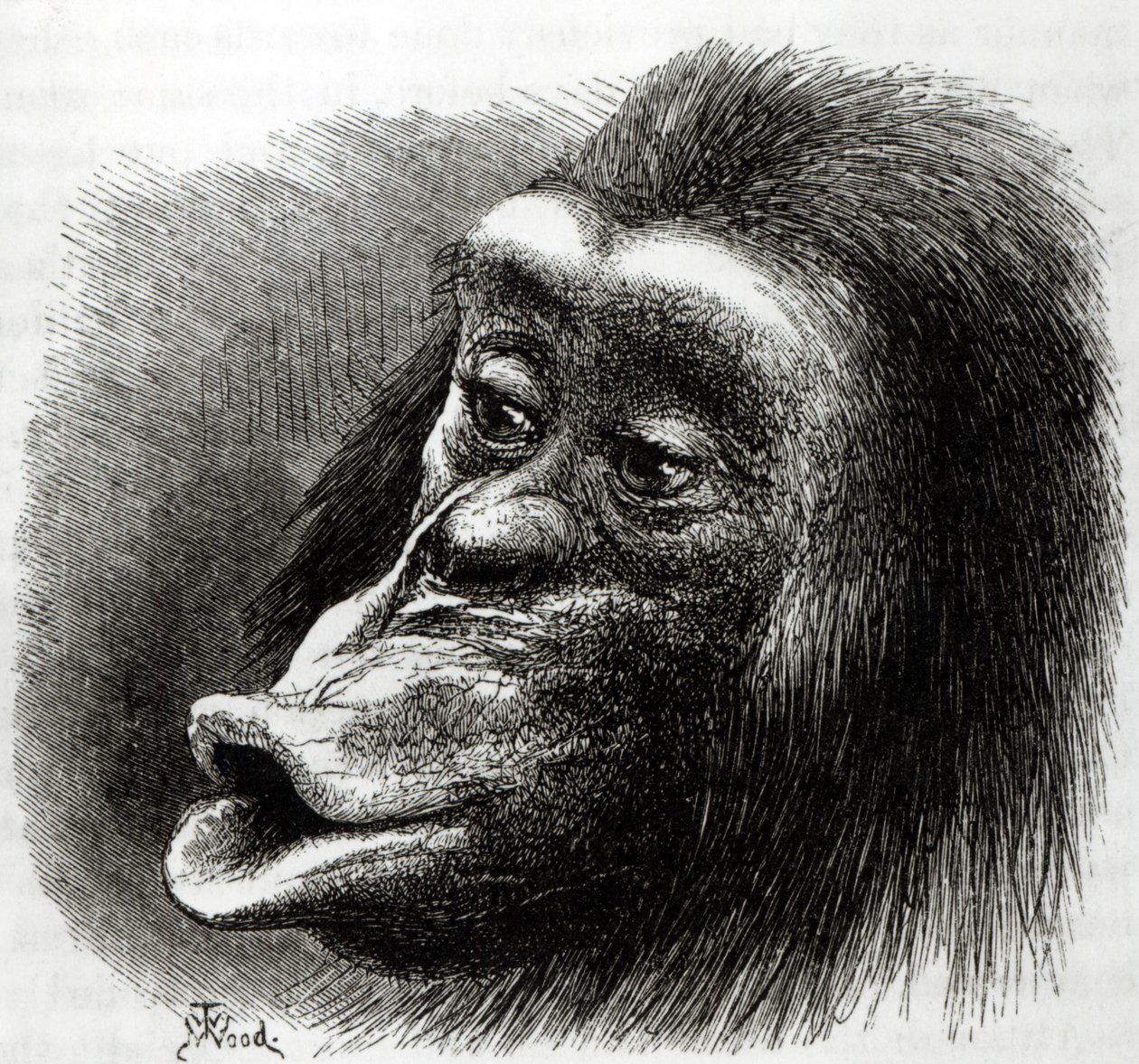 Chimpanse Skuffet og Sulky af English School