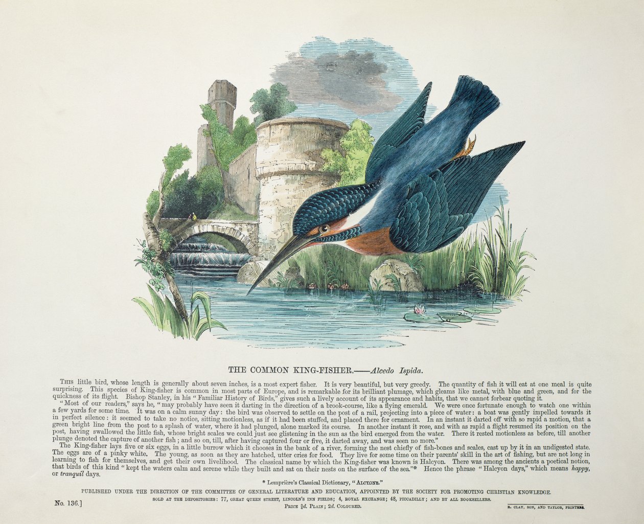 Isfugl (Alcedo Ispida) af English School