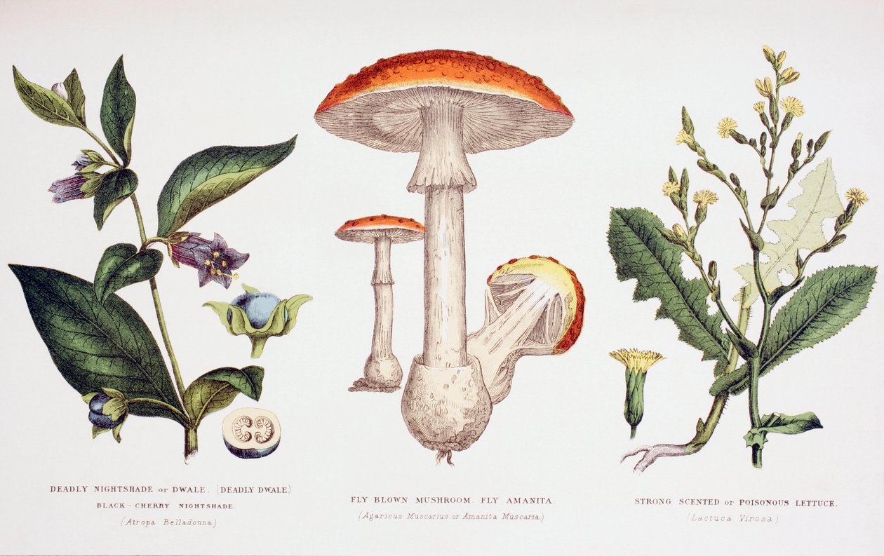 Almindelige giftplanter, c.1890 af English School